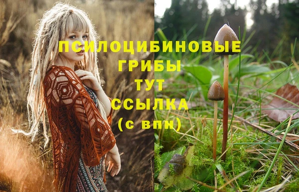 прущие грибы Каменск-Шахтинский