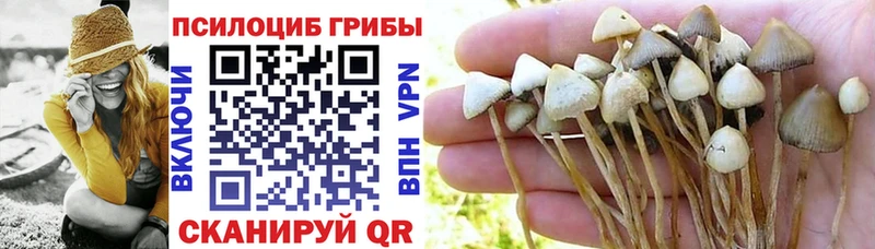 Купить где  Кадников  Псилоцибиновые грибы мицелий 